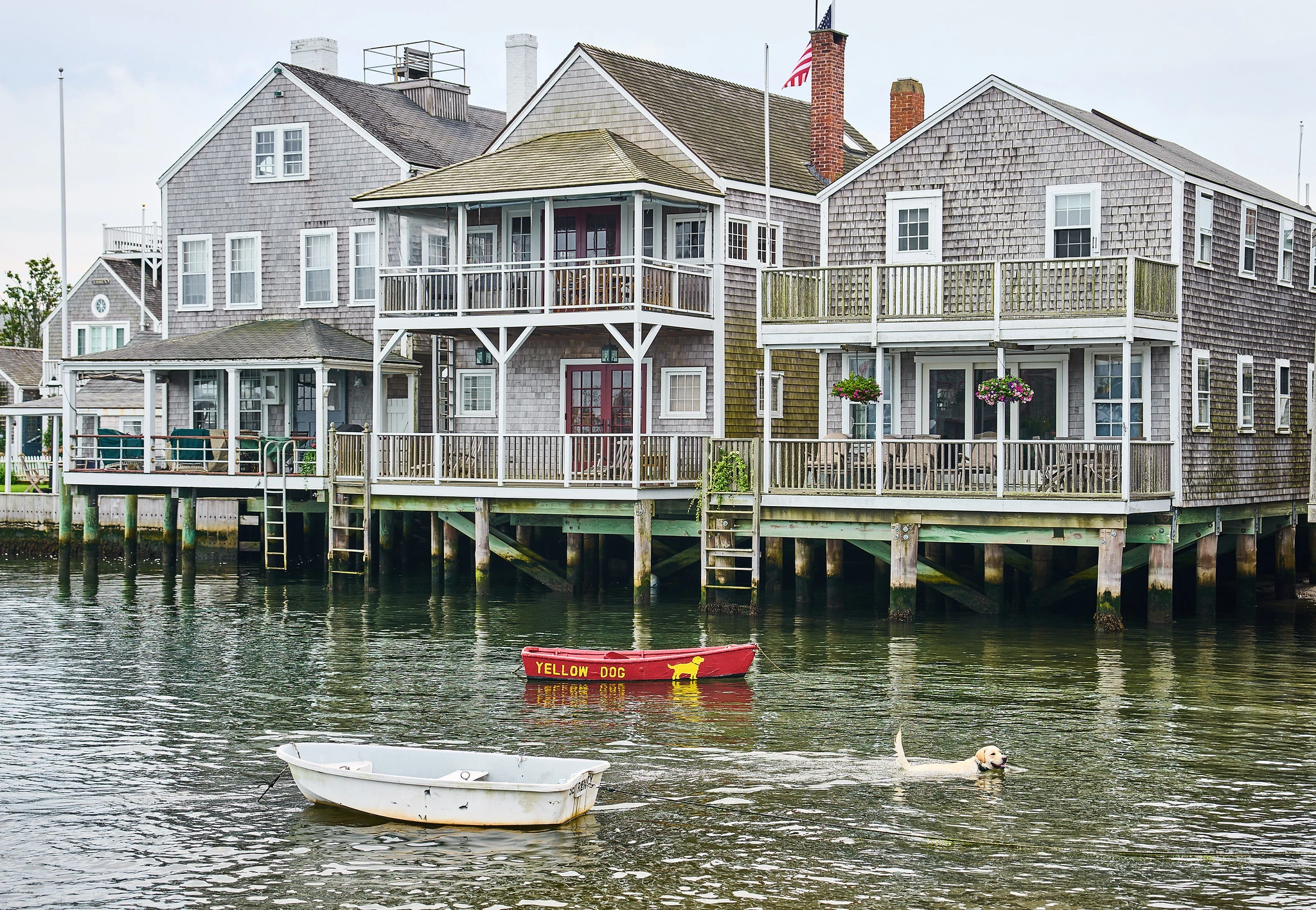 Nantucket waterfront houses, small boats, and a dog swimming in the harbor